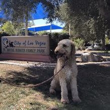 Barkin' Basin Dog Park at Wayne Bunker Park photo 2